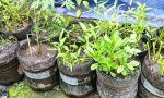 homegrown-greens-recycled-pots