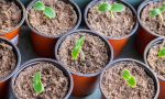Seedlings of cucumbers in cups. Selective focus.nature